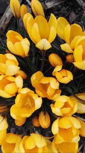 Preview wallpaper crocuses, yellow, flowers, spring
