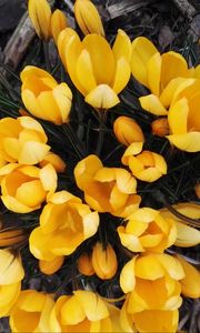 Preview wallpaper crocuses, yellow, flowers, spring