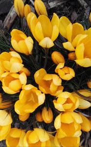 Preview wallpaper crocuses, yellow, flowers, spring