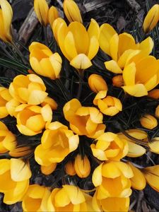 Preview wallpaper crocuses, yellow, flowers, spring