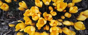 Preview wallpaper crocuses, yellow, flowers, spring