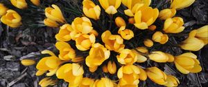 Preview wallpaper crocuses, yellow, flowers, spring