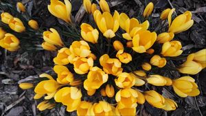Preview wallpaper crocuses, yellow, flowers, spring