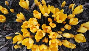 Preview wallpaper crocuses, yellow, flowers, spring