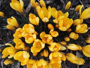 Preview wallpaper crocuses, yellow, flowers, spring