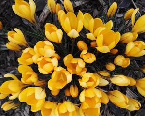 Preview wallpaper crocuses, yellow, flowers, spring