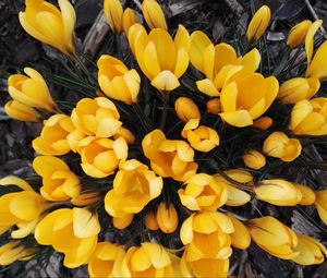 Preview wallpaper crocuses, yellow, flowers, spring
