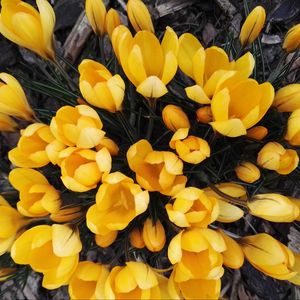 Preview wallpaper crocuses, yellow, flowers, spring