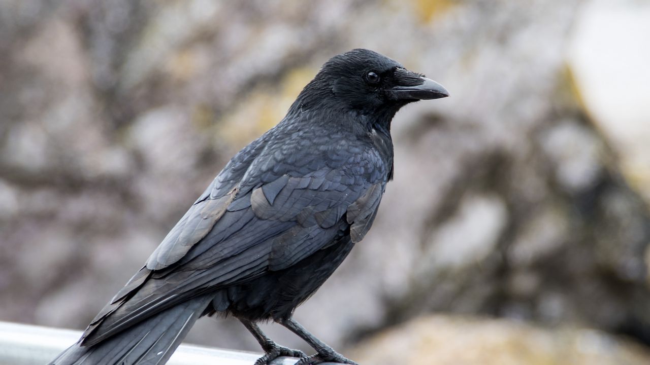 Wallpaper crow, beak, bird, black