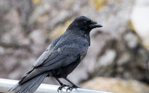 Preview wallpaper crow, beak, bird, black