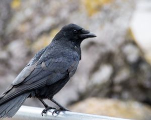 Preview wallpaper crow, beak, bird, black