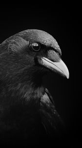 Crow background HD wallpapers  Pxfuel