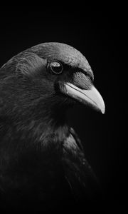 Preview wallpaper crow, bird, beak, black