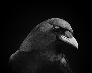 Preview wallpaper crow, bird, beak, black