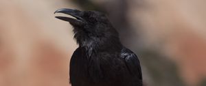Preview wallpaper crow, bird, beak, black, blur