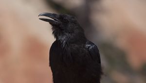 Preview wallpaper crow, bird, beak, black, blur