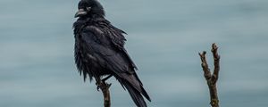 Preview wallpaper crow, bird, black, branch