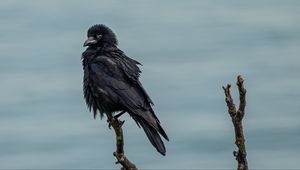 Preview wallpaper crow, bird, black, branch