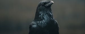 Preview wallpaper crow, bird, black, dark
