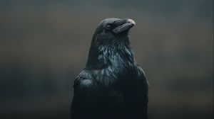 Preview wallpaper crow, bird, black, dark