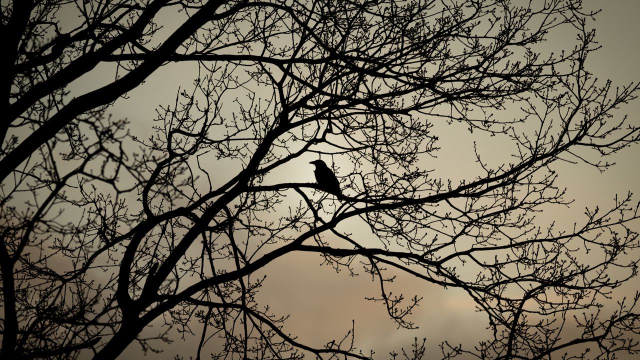 Wallpaper crow, bird, branches, bw