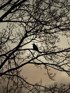 Preview wallpaper crow, bird, branches, bw