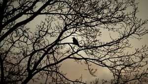 Preview wallpaper crow, bird, branches, bw