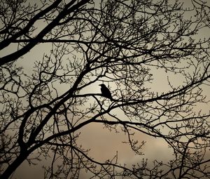 Preview wallpaper crow, bird, branches, bw