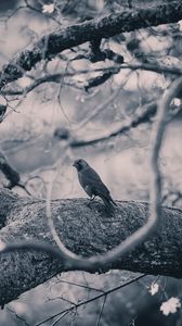 Preview wallpaper crow, bird, bw, tree, branches