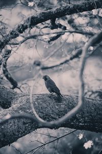 Preview wallpaper crow, bird, bw, tree, branches