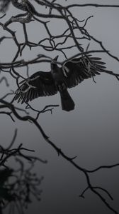 500 Crow Pictures HD  Download Free Images on Unsplash