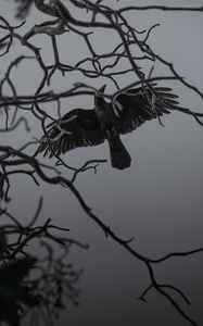 Preview wallpaper crow, bird, bw, branches, wings, fly