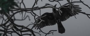 Preview wallpaper crow, bird, bw, branches, wings, fly