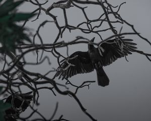 Preview wallpaper crow, bird, bw, branches, wings, fly