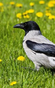 Preview wallpaper crow, bird, grass