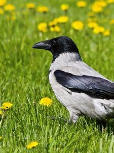 Preview wallpaper crow, bird, grass