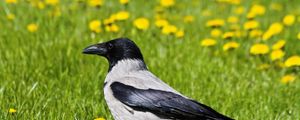 Preview wallpaper crow, bird, grass