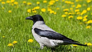 Preview wallpaper crow, bird, grass