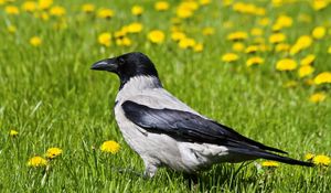 Preview wallpaper crow, bird, grass