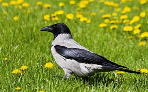 Preview wallpaper crow, bird, grass