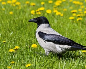 Preview wallpaper crow, bird, grass