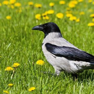 Preview wallpaper crow, bird, grass