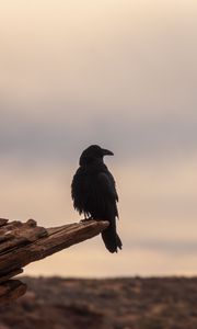 Preview wallpaper crow, bird, log, blur