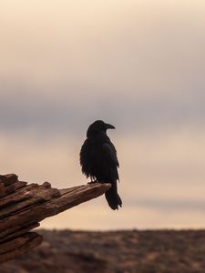 Preview wallpaper crow, bird, log, blur