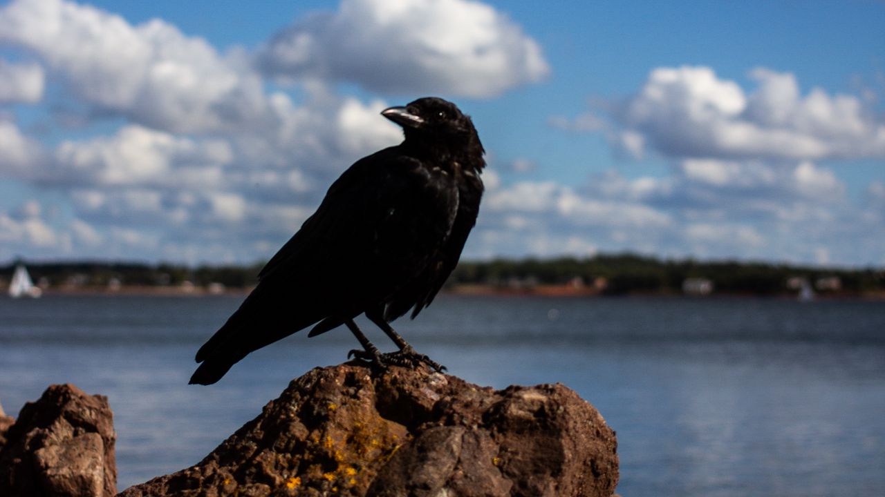 Wallpaper crow, bird, rocks, sky