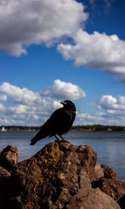 Preview wallpaper crow, bird, rocks, sky