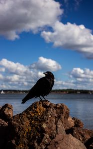 Preview wallpaper crow, bird, rocks, sky