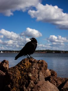 Preview wallpaper crow, bird, rocks, sky