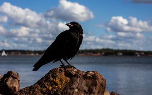 Preview wallpaper crow, bird, rocks, sky