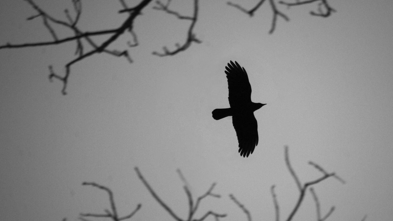 Wallpaper crow, bird, wings, flight, branches, dark